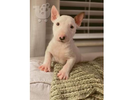 PoulaTo: Κουτάβια Bulterrier
